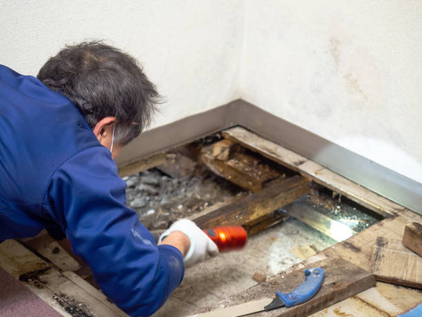 Best Mold Remediation for Specific Building Types in Gravette, AR