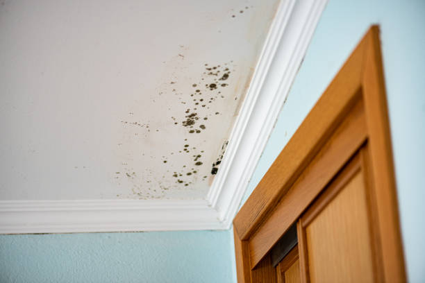 Best Black Mold Remediation in Gravette, AR