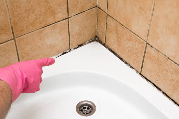 Best Kitchen Mold Remediation in Gravette, AR